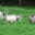 Les chèvres de la Pinatelle