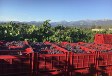 Domaine Petra Fessa