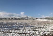 Domaine Petra Fessa
