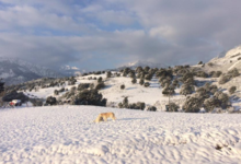 GAEC A Pasturella