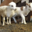 GAEC A Pasturella