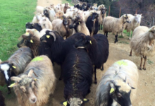 GAEC A Pasturella