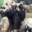 GAEC A Pasturella