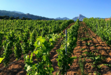 Domaine De Piscia