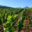Domaine De Piscia