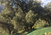 Huile d'olive U Palazzu