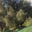 Huile d'olive U Palazzu