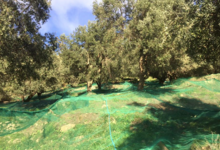 Huile d'olive U Palazzu