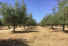 Huile d'Olive Flori 