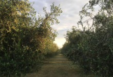 Huile d'Olive Flori 