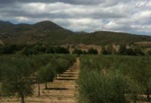 Huile d'Olive Flori 