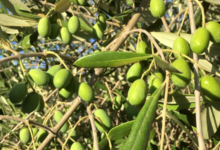 Huile d'Olive Flori 