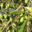 Huile d'Olive Flori 