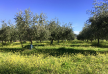 Huile d'Olive Flori 