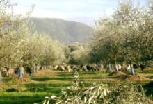 Huile d'Olive Flori 