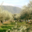 Huile d'Olive Flori 