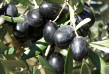 Huile d'Olive Flori 