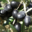 Huile d'Olive Flori 