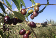 Huile d'Olive Flori 