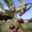 Huile d'Olive Flori 
