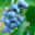 Les Ruchers Des Bruyeres