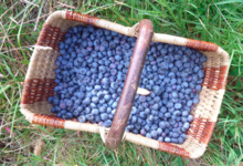 Les Ruchers Des Bruyeres