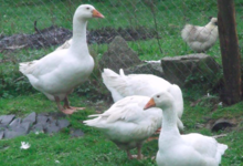 Les Ruchers Des Bruyeres