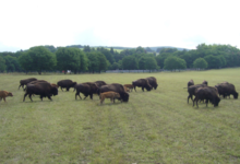 Elevage du Palais. Bisons nature
