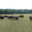 Elevage du Palais. Bisons nature