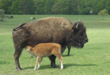 Elevage du Palais. Bisons nature