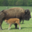 Elevage du Palais. Bisons nature