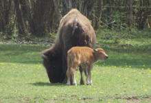 Elevage du Palais. Bisons nature