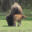 Elevage du Palais. Bisons nature