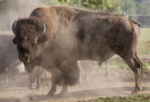Elevage du Palais. Bisons nature