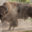 Elevage du Palais. Bisons nature