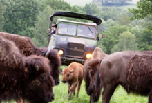 Elevage du Palais. Bisons nature