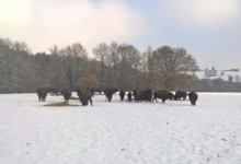 Elevage du Palais. Bisons nature