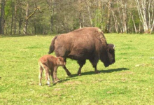 Elevage du Palais. Bisons nature