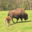 Elevage du Palais. Bisons nature