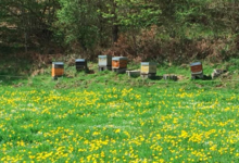 Délices des abeilles