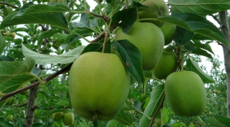 Les Vergers De Meilhac. Pommes