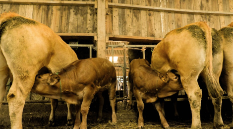 La Ferme de Regeat. Veau de lait