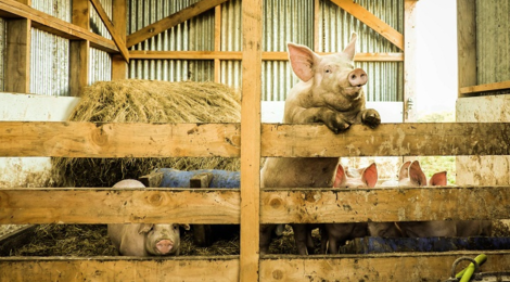 La Ferme de Regeat. Viande de porc