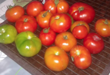 Les jardins de Tendéa. Tomates