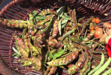 Les produits du Pic Ombo. Haricots