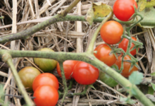 Les produits du Pic Ombo. Tomate cerise