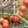 Les produits du Pic Ombo. Tomate cerise