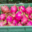 La Foret de Mou. Pitaya, fruit du dragon