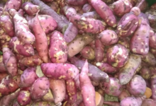 Les Jardins de Daoui. Patate douce