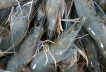Nessaquacole Farm. Crevettes